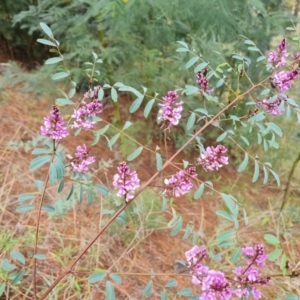 Indigofera australis subsp. australis at Isaacs, ACT - 2 Oct 2022