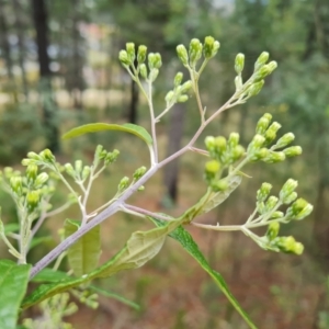 Olearia lirata at Isaacs, ACT - 2 Oct 2022