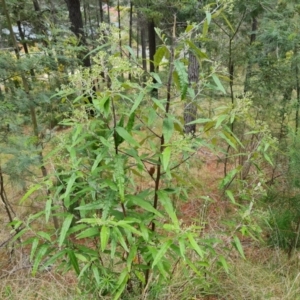 Olearia lirata at Isaacs, ACT - 2 Oct 2022 12:36 PM