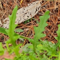 Senecio hispidulus (Hill Fireweed) at Isaacs, ACT - 2 Oct 2022 by Mike