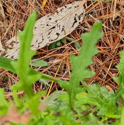 Senecio hispidulus (Hill Fireweed) at Isaacs, ACT - 2 Oct 2022 by Mike