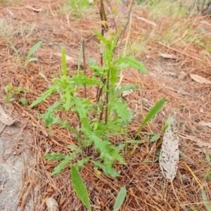 Senecio hispidulus at Isaacs, ACT - 2 Oct 2022