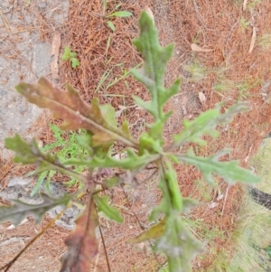 Senecio hispidulus at Isaacs, ACT - 2 Oct 2022