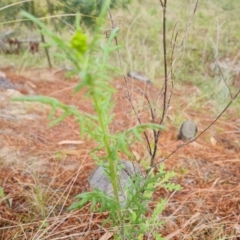 Senecio hispidulus at Isaacs, ACT - 2 Oct 2022