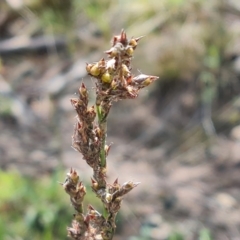 Lepidosperma laterale (Variable Sword Sedge) at Isaacs, ACT - 2 Oct 2022 by Mike