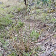 Lepidosperma laterale at Isaacs, ACT - 2 Oct 2022