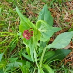 Centranthus ruber (Red Valerian, Kiss-me-quick, Jupiter's Beard) at Isaacs Ridge and Nearby - 2 Oct 2022 by Mike