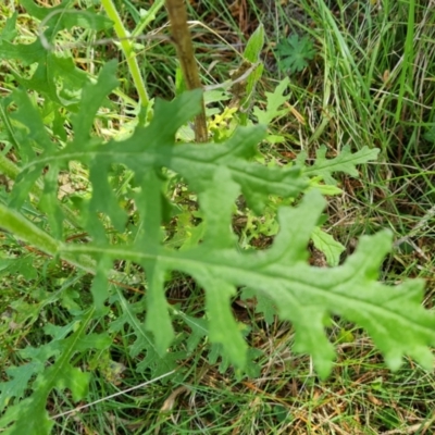 Senecio bathurstianus (Rough Fireweed) at Isaacs Ridge and Nearby - 2 Oct 2022 by Mike