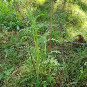 Senecio bathurstianus at Isaacs, ACT - 2 Oct 2022