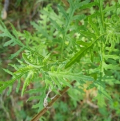 Senecio bathurstianus at Isaacs, ACT - 2 Oct 2022