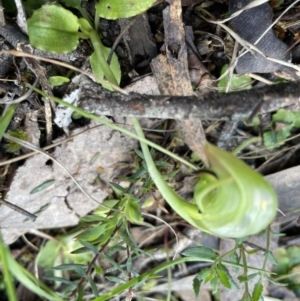 Pterostylis nutans at Jerrabomberra, NSW - suppressed