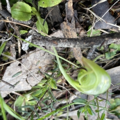 Pterostylis nutans (Nodding Greenhood) at Mount Jerrabomberra QP - 2 Oct 2022 by Mavis