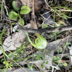 Pterostylis nutans at Jerrabomberra, NSW - suppressed