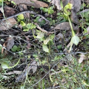 Pterostylis nutans at Jerrabomberra, NSW - suppressed