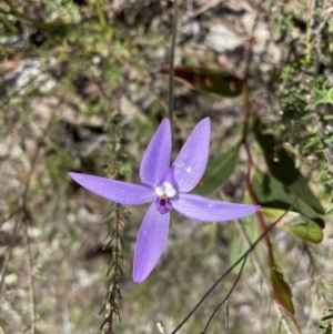 Glossodia major at Googong, NSW - 2 Oct 2022