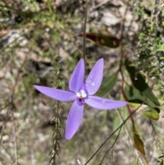 Glossodia major (Wax Lip Orchid) at Googong, NSW - 2 Oct 2022 by Mavis