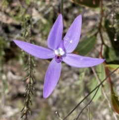 Glossodia major at Googong, NSW - 2 Oct 2022