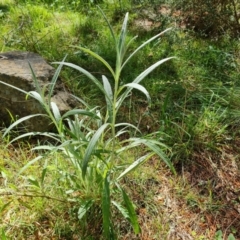 Senecio quadridentatus (Cotton Fireweed) at Isaacs, ACT - 2 Oct 2022 by Mike