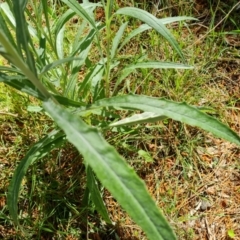 Senecio quadridentatus at Isaacs, ACT - 2 Oct 2022