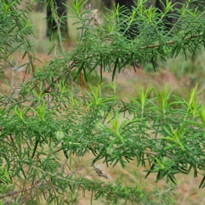 Cassinia aculeata subsp. aculeata (Dolly Bush, Common Cassinia, Dogwood) at Isaacs Ridge and Nearby - 2 Oct 2022 by Mike