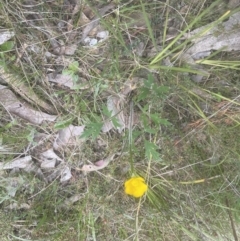 Ranunculus lappaceus (Australian Buttercup) at Aranda Bushland - 2 Oct 2022 by lbradley