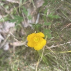 Ranunculus lappaceus at Aranda, ACT - 2 Oct 2022