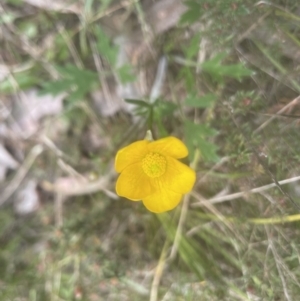 Ranunculus lappaceus at Aranda, ACT - 2 Oct 2022 12:50 PM