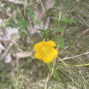 Ranunculus lappaceus at Aranda, ACT - 2 Oct 2022