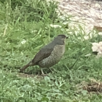 Ptilonorhynchus violaceus (Satin Bowerbird) at Black Flat at Corrowong - 24 Sep 2022 by BlackFlat