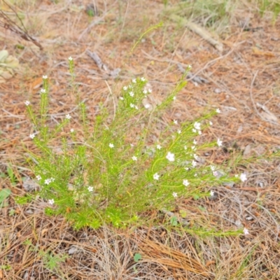 Coleonema pulchellum (Diosma) at Isaacs Ridge and Nearby - 2 Oct 2022 by Mike