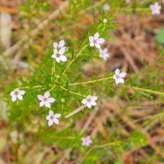 Coleonema pulchellum at Isaacs, ACT - 2 Oct 2022