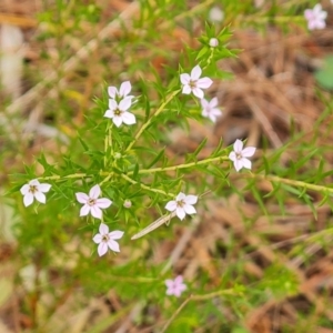 Coleonema pulchellum at Isaacs, ACT - 2 Oct 2022 01:00 PM