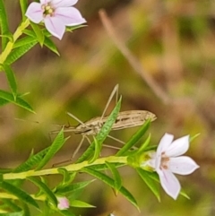 Coleonema pulchellum at Isaacs, ACT - 2 Oct 2022