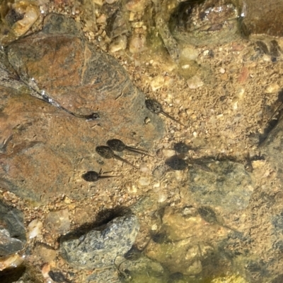 Crinia signifera at Cotter River, ACT - 2 Oct 2022 by Emz280