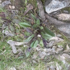 Ajuga australis (Austral Bugle) at Aranda, ACT - 2 Oct 2022 by lbradley