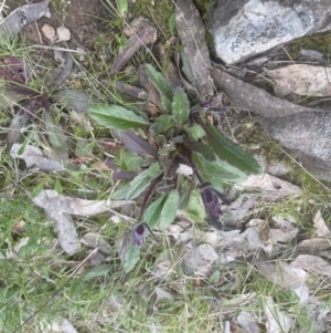 Ajuga australis at Molonglo Valley, ACT - 2 Oct 2022