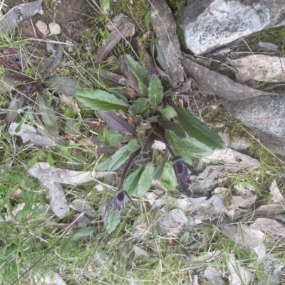 Ajuga australis (Austral Bugle) at Aranda, ACT - 2 Oct 2022 by lbradley