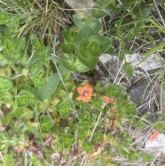 Lysimachia arvensis (Scarlet Pimpernel) at Aranda, ACT - 2 Oct 2022 by lbradley