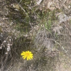 Microseris walteri (Yam Daisy, Murnong) at Aranda, ACT - 2 Oct 2022 by lbradley