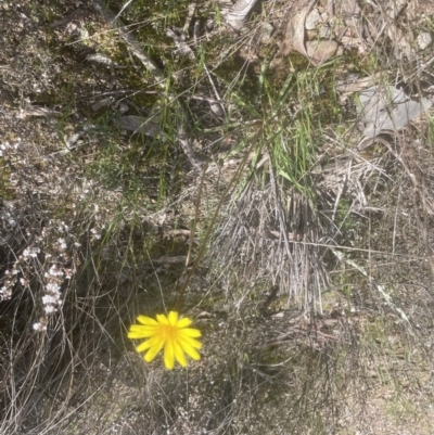 Microseris walteri (Yam Daisy, Murnong) at Aranda Bushland - 2 Oct 2022 by lbradley