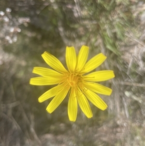 Microseris walteri at Molonglo Valley, ACT - 2 Oct 2022