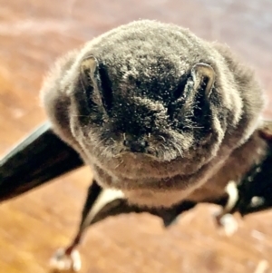 Miniopterus orianae oceanensis at Corrowong, NSW - suppressed