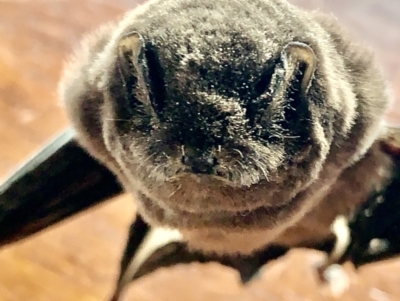 Miniopterus orianae oceanensis (Eastern Bent-wing, Large Bent-wing Bat) at Corrowong, NSW - 2 Oct 2022 by BlackFlat