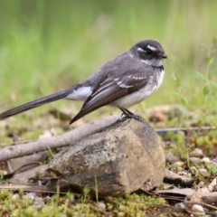 Rhipidura albiscapa (Grey Fantail) at Yackandandah, VIC - 1 Oct 2022 by KylieWaldon