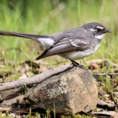 Rhipidura albiscapa at Yackandandah, VIC - 2 Oct 2022