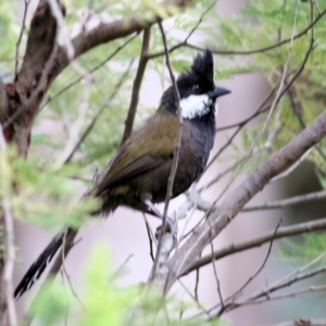 Psophodes olivaceus at Yackandandah, VIC - 2 Oct 2022