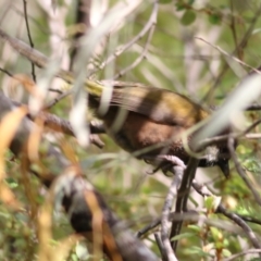 Psophodes olivaceus at Yackandandah, VIC - 2 Oct 2022