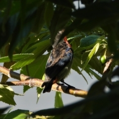 Dicaeum hirundinaceum (Mistletoebird) at Cranbrook, QLD - 15 May 2022 by TerryS