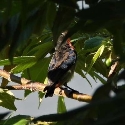 Dicaeum hirundinaceum (Mistletoebird) at Cranbrook, QLD - 15 May 2022 by TerryS