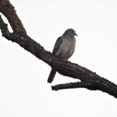 Geopelia placida (Peaceful Dove) at Mount Stuart, QLD - 11 Sep 2022 by TerryS